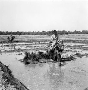 Land, water, jongens, dieren, paarden, Bestanddeelnr 251-3315