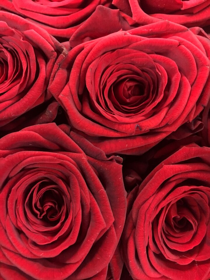 Flower nature valentine