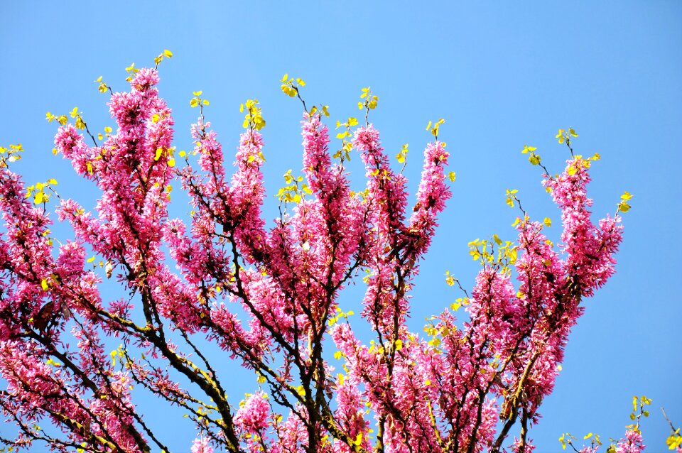 Judas tree spring bloom