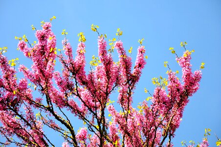 Judas tree spring bloom