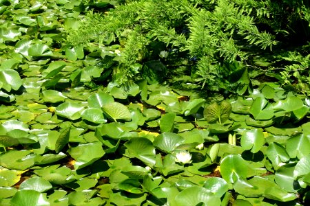 Lake view - VanDusen Botanical Garden - Vancouver, BC - DSC07370