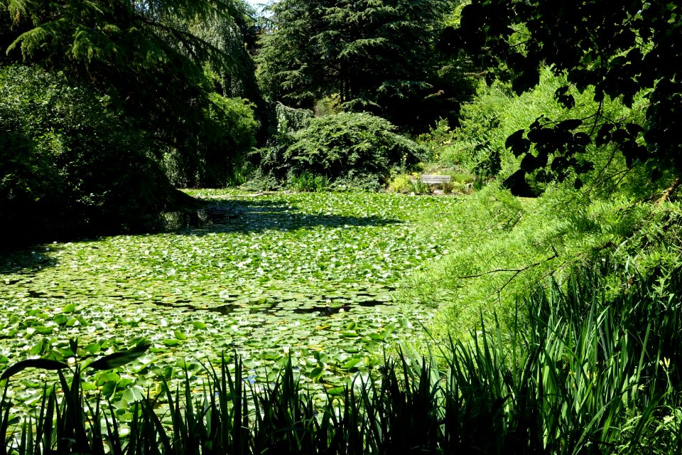 Lake view - VanDusen Botanical Garden - Vancouver, BC - DSC07366