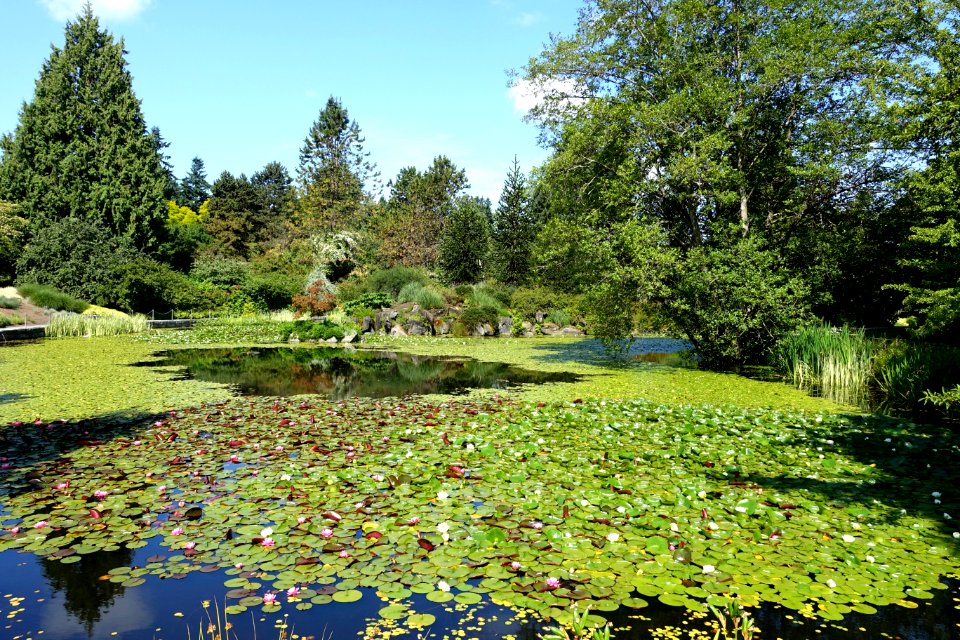 Lake view - VanDusen Botanical Garden - Vancouver, BC - DSC06711