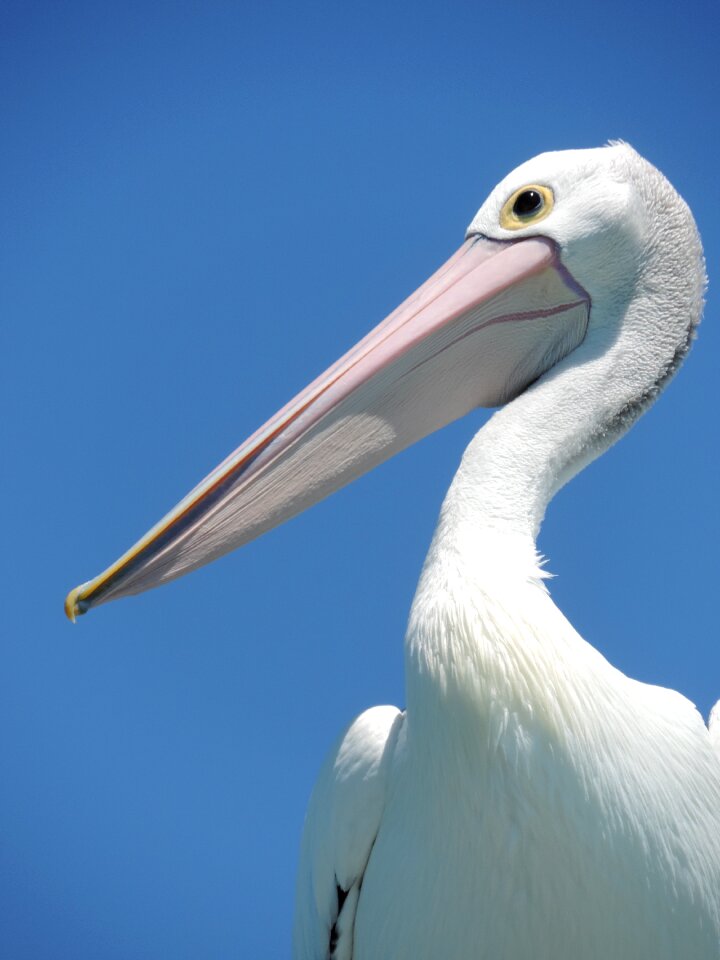 Large-beak large-bird nature-photography