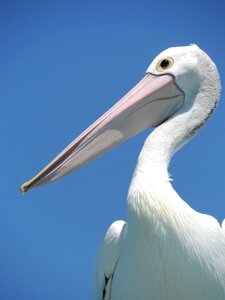 Large-beak large-bird nature-photography photo