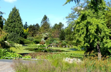 Lake view - VanDusen Botanical Garden - Vancouver, BC - DSC06709