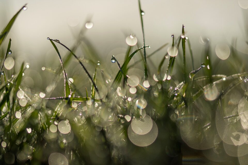 Dewdrop water drop of water
