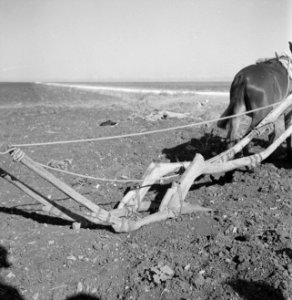 Landbouwmachines, dieren, ploegen, ossen, Bestanddeelnr 251-3816