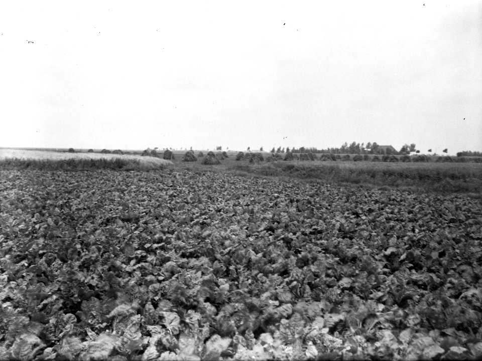 Landbouw , Rechterveld, Bestanddeelnr 192-0039