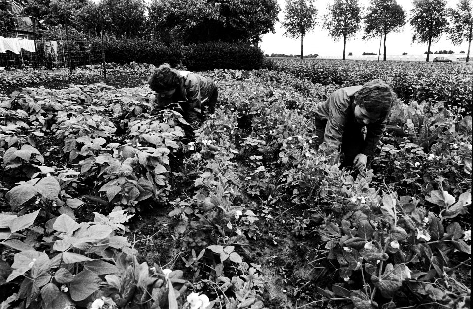 Landbouwer bekijkt aardappelplanten op eventuele schade door de grote regenval, Bestanddeelnr 930-9159