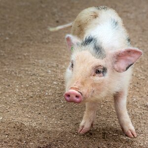 Cute piglet small