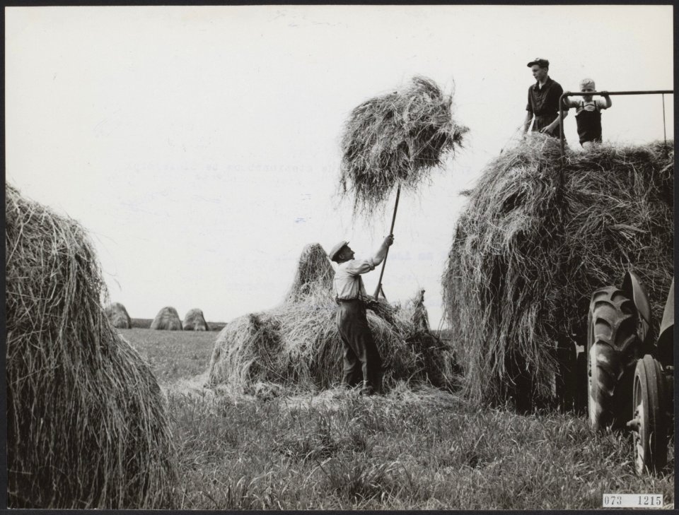 Landbouw, oogsten, arbeiders, Bestanddeelnr 073-1215
