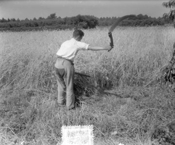 Landbouw, oogsten, Bestanddeelnr 905-8739