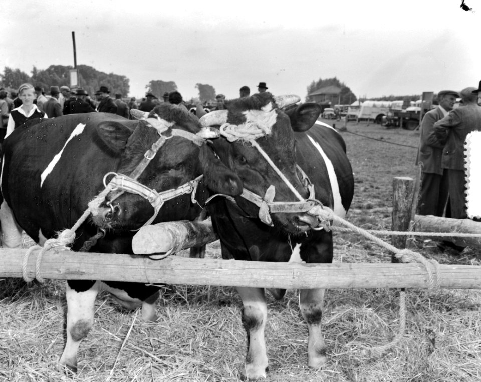 Landbouw tentoonstelling te Dordrecht, Bestanddeelnr 904-7042