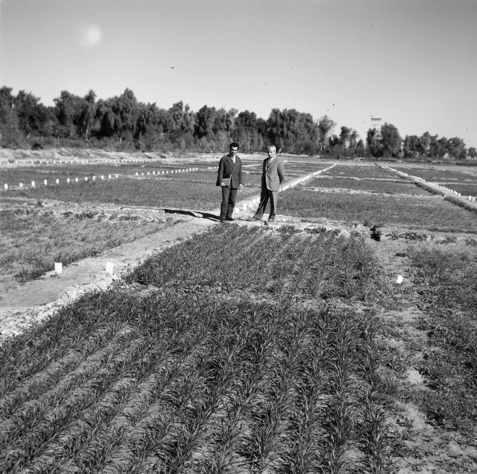 Landbouw, gewassen, mannen, Bestanddeelnr 250-8587
