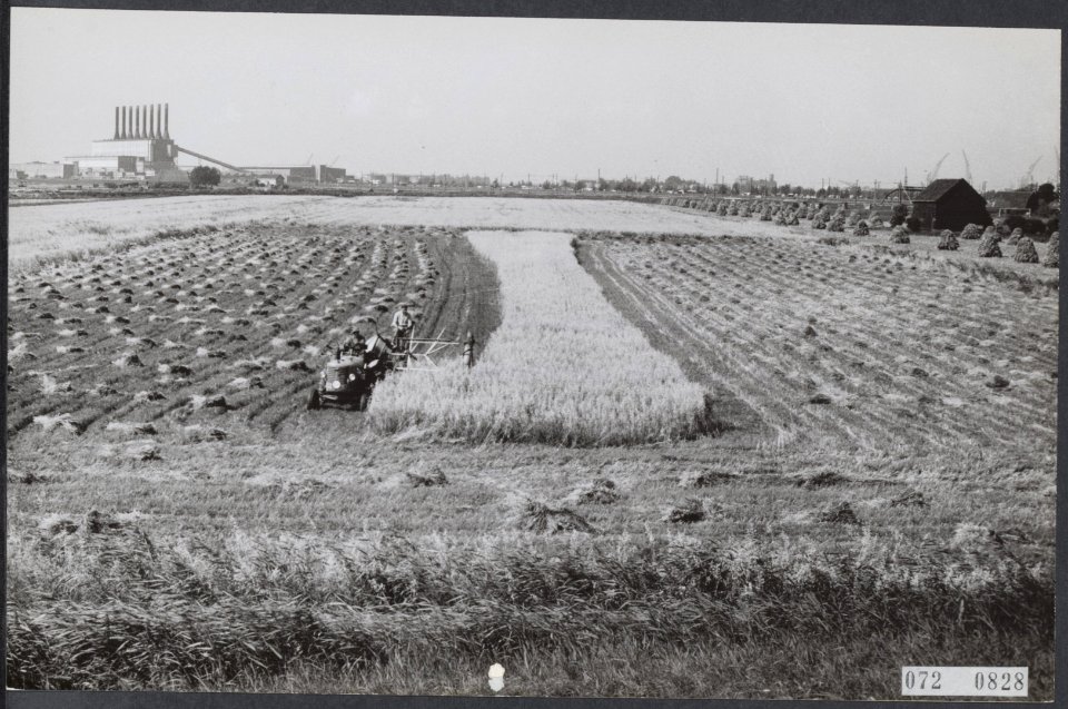 Landbouw, oogsten, graan, IJ-polder, Bestanddeelnr 072-0828
