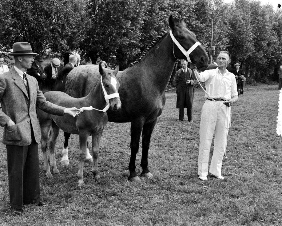Landbouw tentoonstelling te Dordrecht, Bestanddeelnr 904-7043