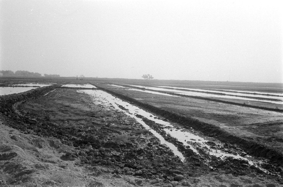 Landbouw, gewassen, water, Bestanddeelnr 251-3523