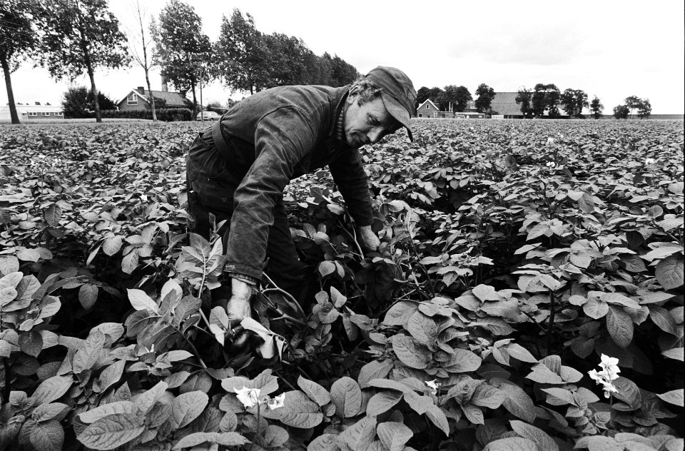 Landbouwer bekijkt aardappelplanten op eventuele schade door de grote regenval, Bestanddeelnr 930-9158