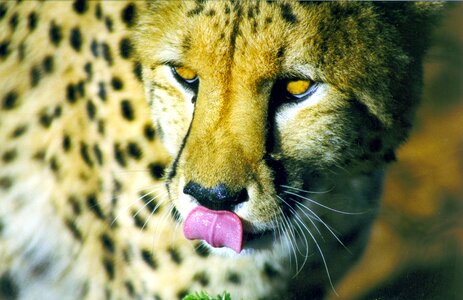 Cheetah eat africa photo