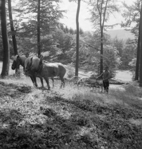 Landbouwmachines, werktuigen, arbeiders, dieren, bossen, paarden, Bestanddeelnr 251-7622