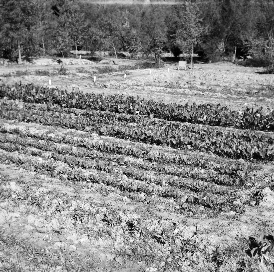 Landbouw, gewassen, Bestanddeelnr 250-8586
