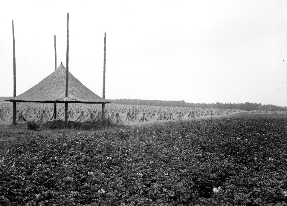 Landbouw, landgoed, rogge, vd huchtbosch, Bestanddeelnr 192-0469