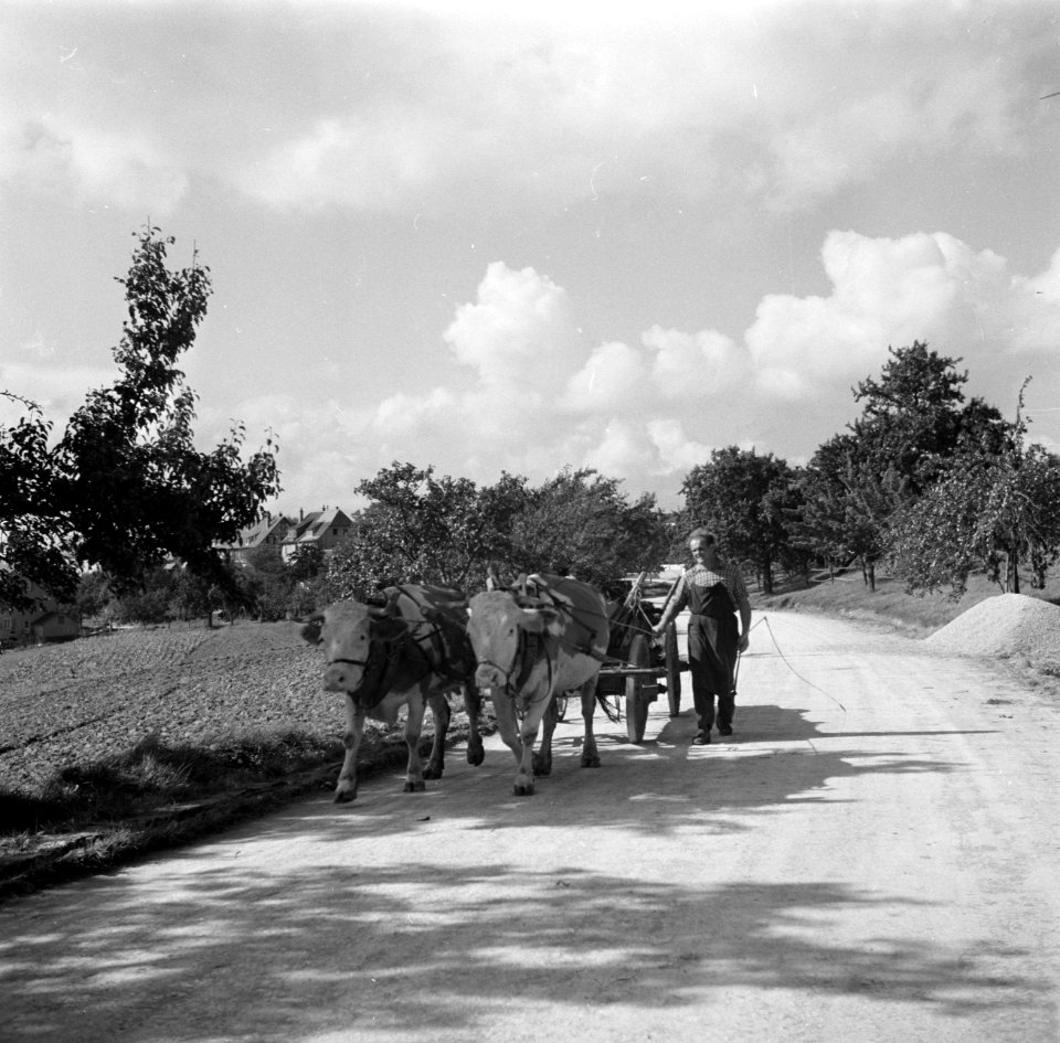 Landbouwer met ossenkar in de omgeving van Langenburg, Bestanddeelnr 254-3189
