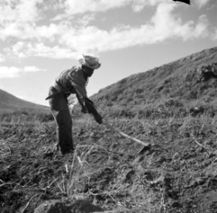 Landbouwer bewerkt de grond op Sint-Eustatius, Bestanddeelnr 252-8320
