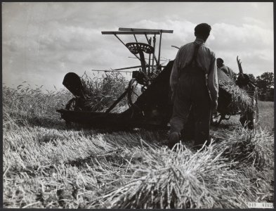 Landbouw, graan, oogsten, Bestanddeelnr 049-0165