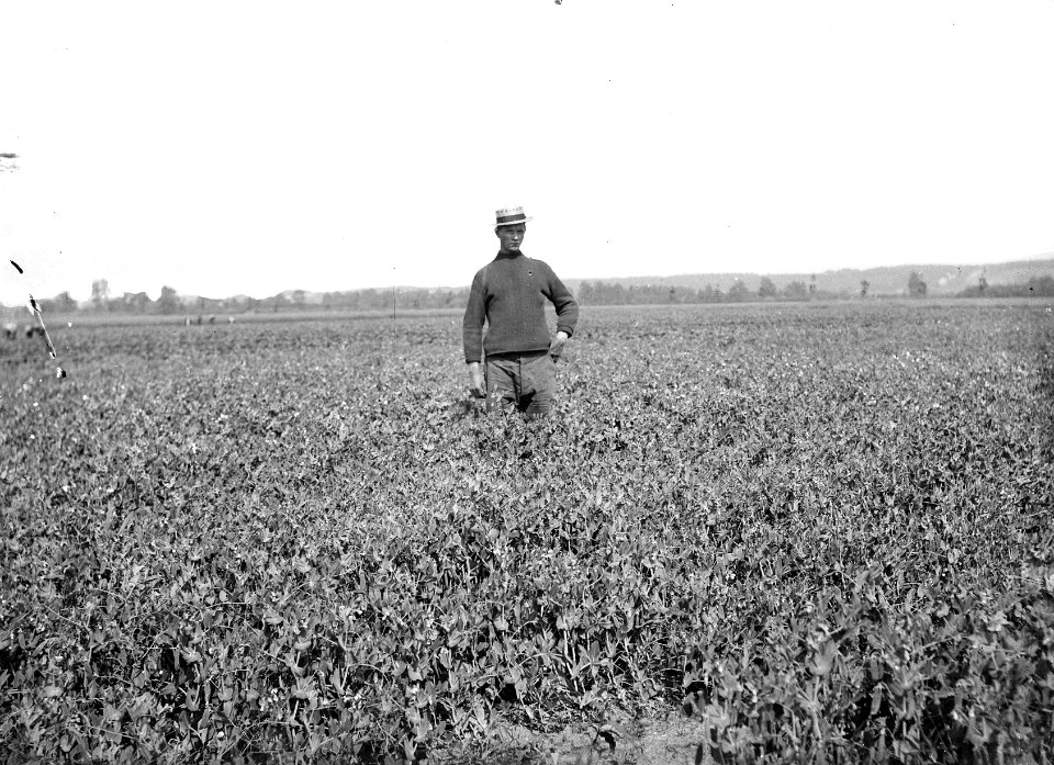Landbouw, ontginningen, erwten, Bestanddeelnr 192-0727