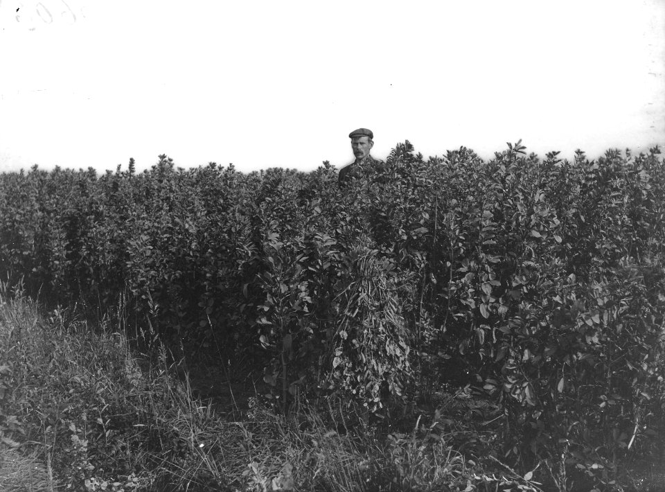 Landbouw, ontginningen, paardebonen, Bestanddeelnr 192-0728