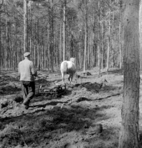 Landbouwmachines, werktuigen, arbeiders, dieren, paarden, Bestanddeelnr 251-7159