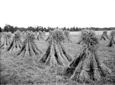 Landbouw, landgoed, rogge, vd huchtbosch, Bestanddeelnr 192-0467