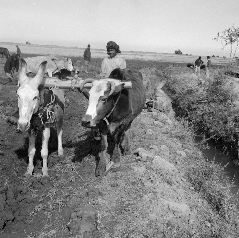 Landbouw, ploegen, arbeiders, dieren, ezels, ossen, Bestanddeelnr 250-8654