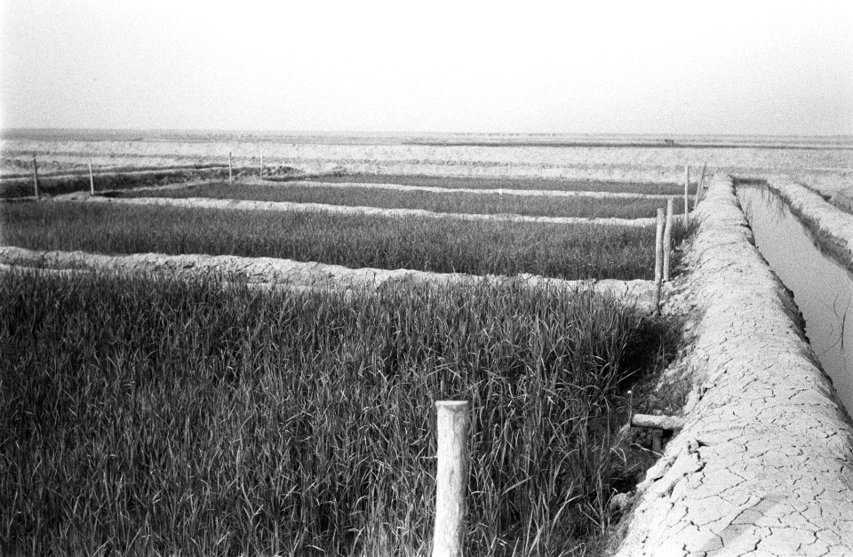 Landbouw, gewassen, Bestanddeelnr 251-3511