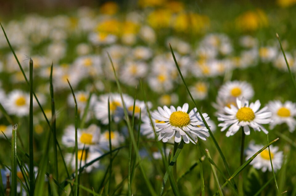 Flowers flower meadow signs of spring