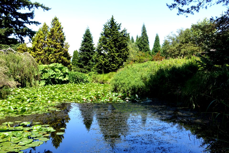 Lake view - VanDusen Botanical Garden - Vancouver, BC - DSC07422