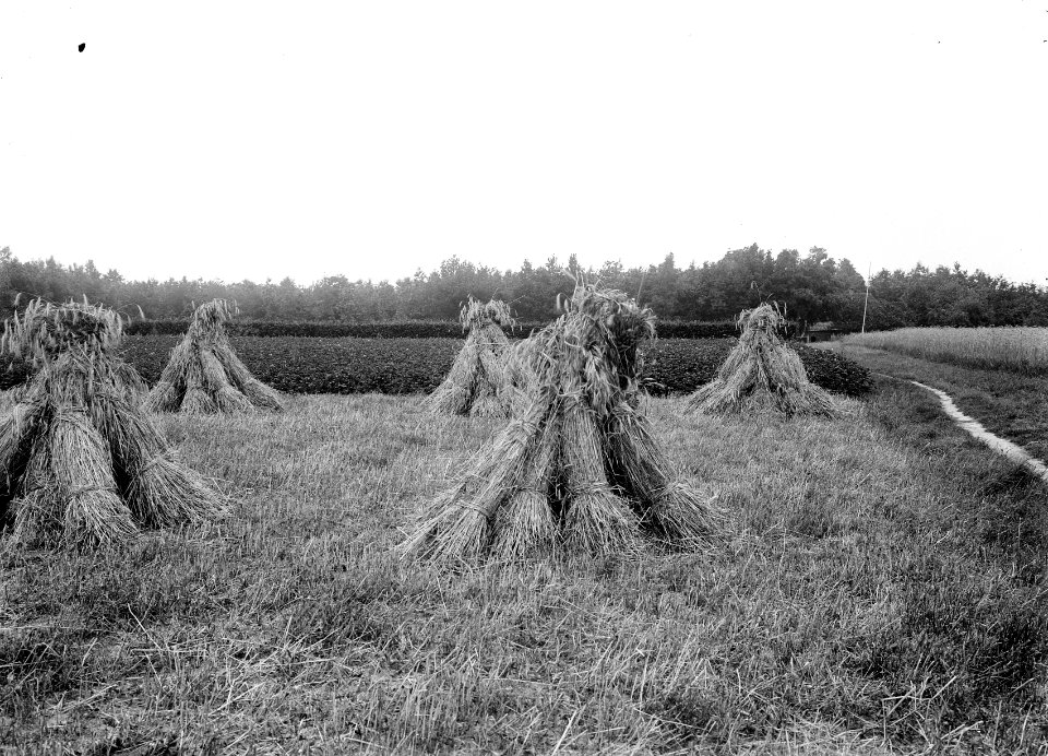 Landbouw, landgoed, rogge, vd huchtbosch, Bestanddeelnr 192-0468