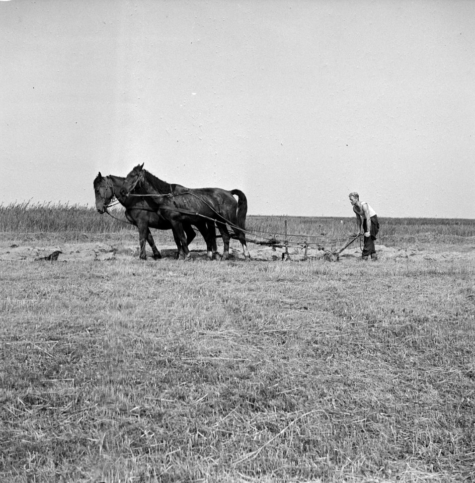 Landbouwmachines, werktuigen, arbeiders, dieren, paarden, ploegen, Bestanddeelnr 251-3258