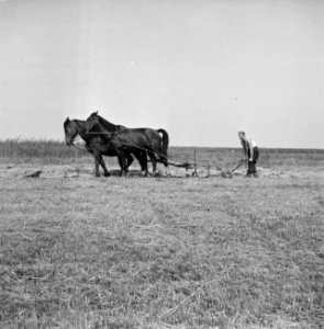 Landbouwmachines, werktuigen, arbeiders, dieren, paarden, ploegen, Bestanddeelnr 251-3258