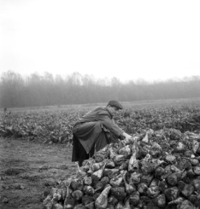 Landbouw, arbeiders, gewassen, Bestanddeelnr 251-9014