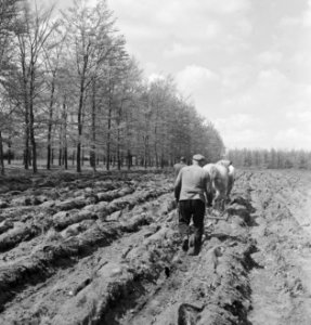 Landbouwmachines, werktuigen, arbeiders, dieren, paarden, Bestanddeelnr 251-7155