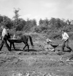 Landbouwmachines, werktuigen, arbeiders, dieren, paarden, Bestanddeelnr 251-7209