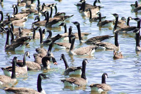 Wild wildlife geese