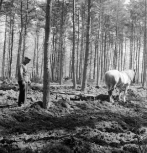 Landbouwmachines, werktuigen, arbeiders, dieren, paarden, Bestanddeelnr 251-7160
