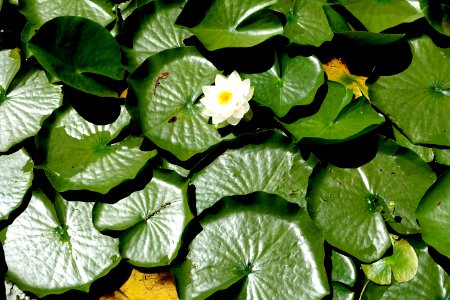 Lake view - VanDusen Botanical Garden - Vancouver, BC - DSC07379