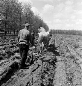 Landbouwmachines, werktuigen, arbeiders, dieren, paarden, Bestanddeelnr 251-7154