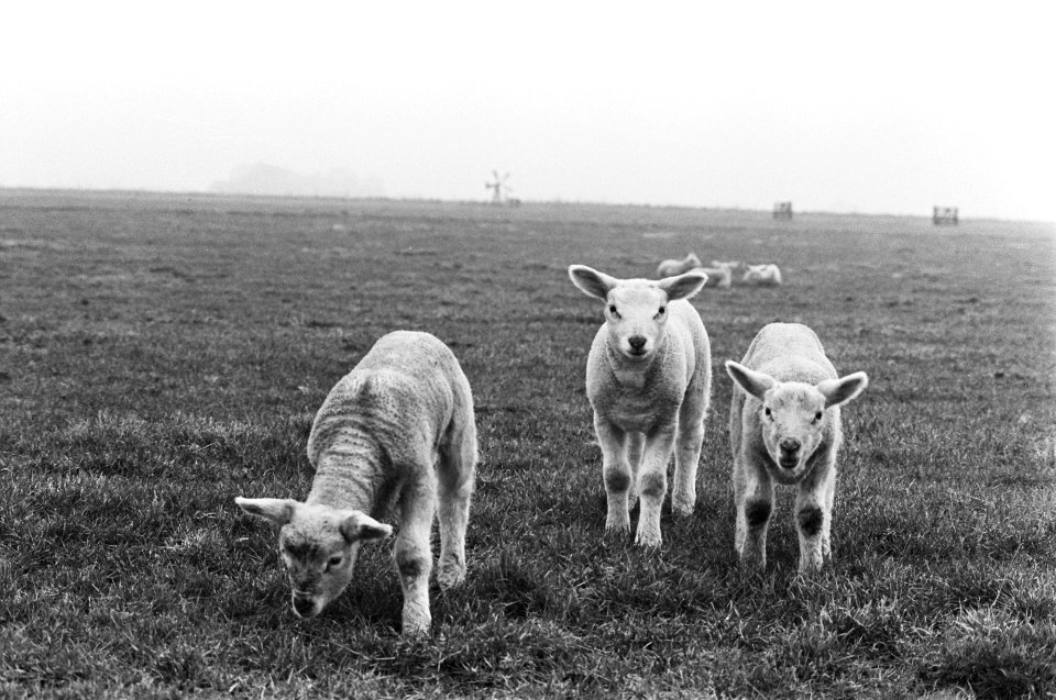 Lammetjes in de wei bij Broek in Waterland, Bestanddeelnr 928-4228