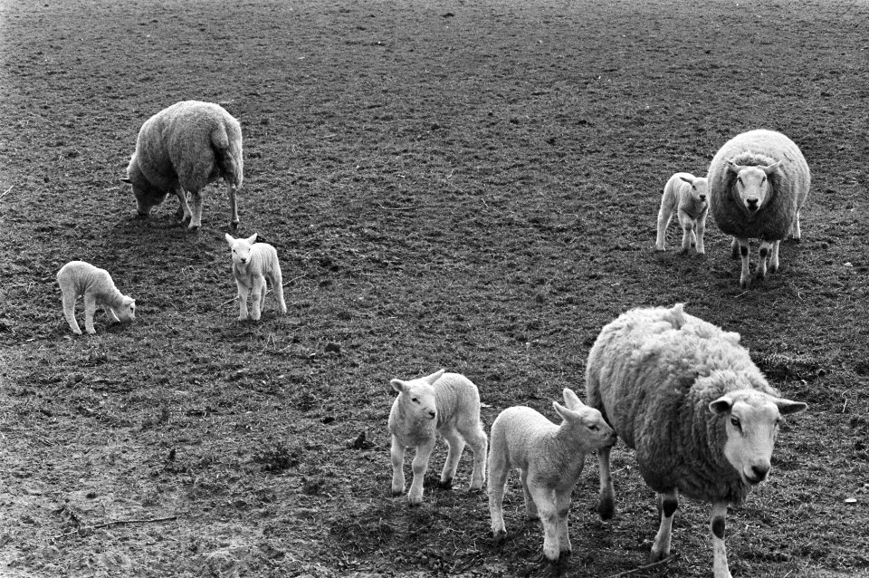 Lammetjes in de wei, Bestanddeelnr 929-0607